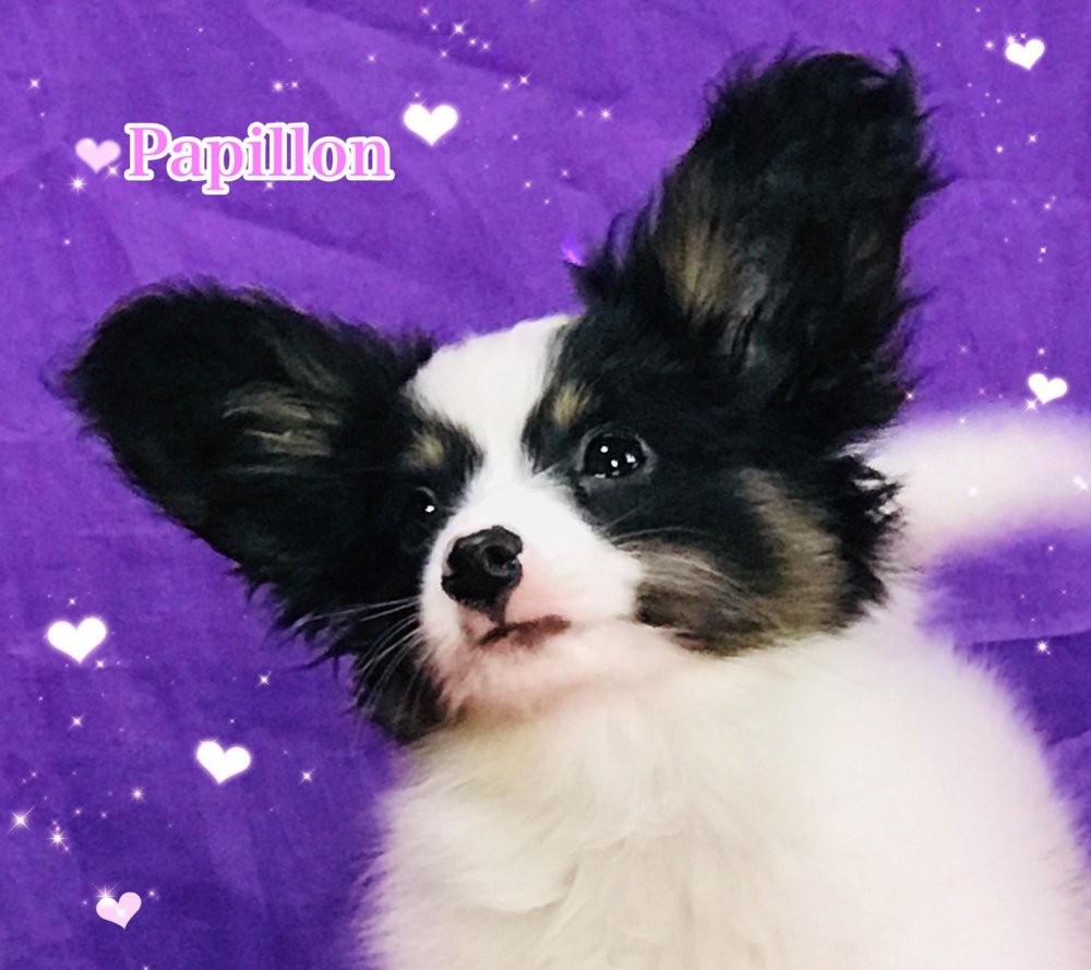 パピヨン子犬